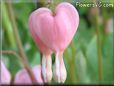 bleeding heart shape white flower