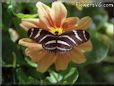 zebra heliconia butterfly photo