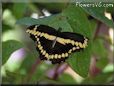 butterfly swallowtail pictures