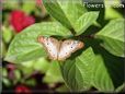 peacock butterfly pic