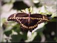 black butterfly swallowtail
