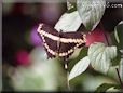butterfly swallowtail photos