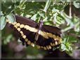 butterfly swallowtail yellow