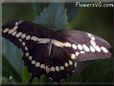 butterfly photo swallowtail