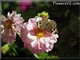 buckeye butterfly pictures