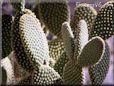 bunny ear cactus