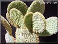 bunny ear cactus photo