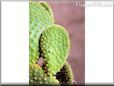 bunnyear cactus image