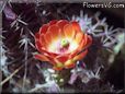 cactus plant flower