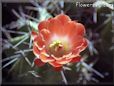 cactus flower pictures