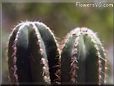 mexican cactus picture