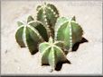 fencepost cactus picture