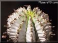 pickle plant cactus