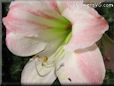 amaryllis flower picture