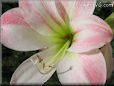 white amaryllis flower picture