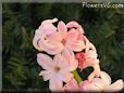 hyacinth flower picture