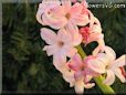hyacinth flower picture