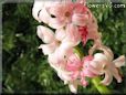 hyacinth flower picture