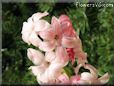 hyacinth flower picture
