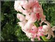 hyacinth flower picture