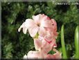 hyacinth flower picture