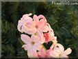 hyacinth flower picture