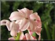 hyacinth flower picture