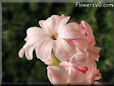 hyacinth flower picture