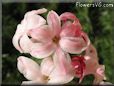 hyacinth flower picture