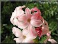 hyacinth flower picture