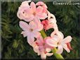 hyacinth flower picture