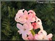 hyacinth flower picture