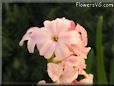 hyacinth flower picture