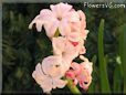 hyacinth flower picture