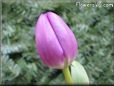 tulip flower picture