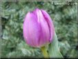 tulip flower picture