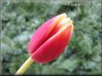 tulip flower picture