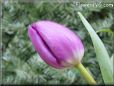 tulip flower picture