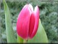 tulip flower picture