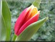 tulip flower picture