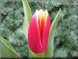 tulip flower picture
