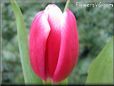 tulip flower picture