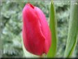 tulip flower picture