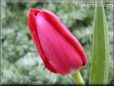 tulip flower picture