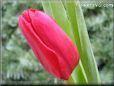 tulip flower picture