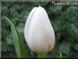 tulip flower picture