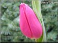 tulip flower picture