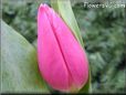 tulip flower picture