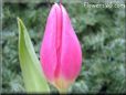 tulip flower picture