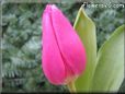 tulip flower picture